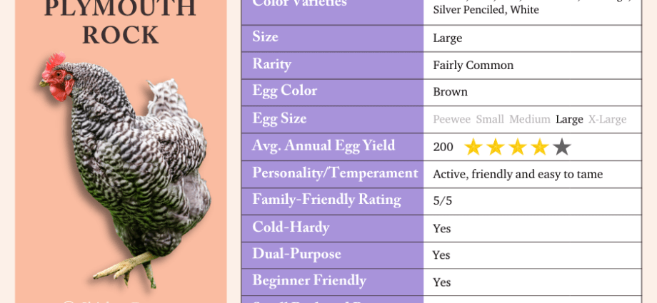 Plymouthrock chickens: characteristics of the breed with photos, reviews