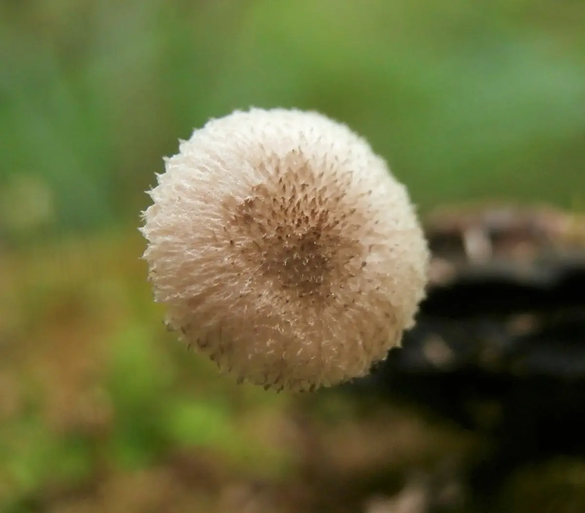 Plyuteus rough (Pluteus hispidulus) photo and description