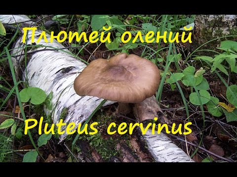 Plyutey mud-legged (small cap): photo and description