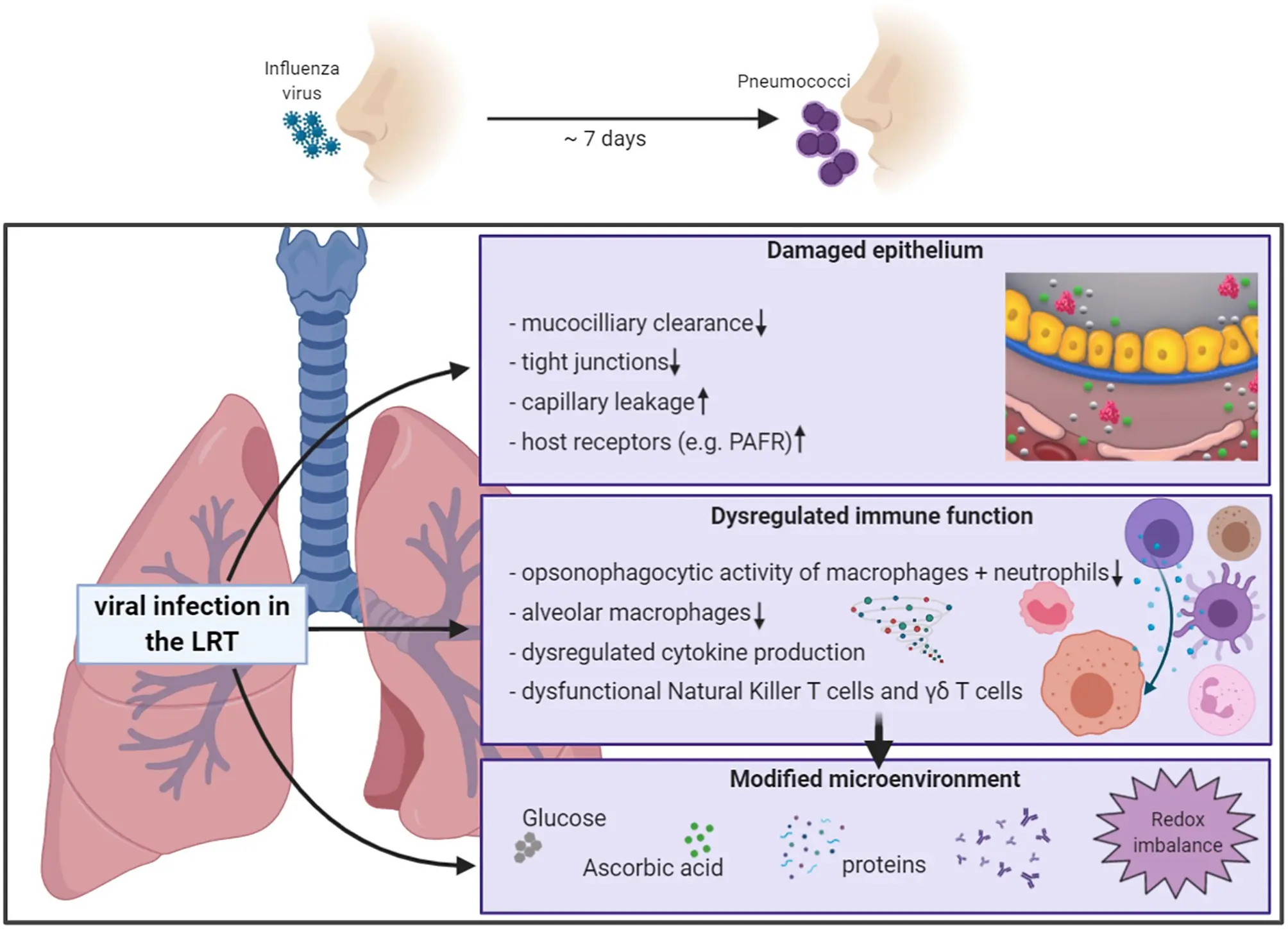 Pneumococcus &#8211; a deadly threat