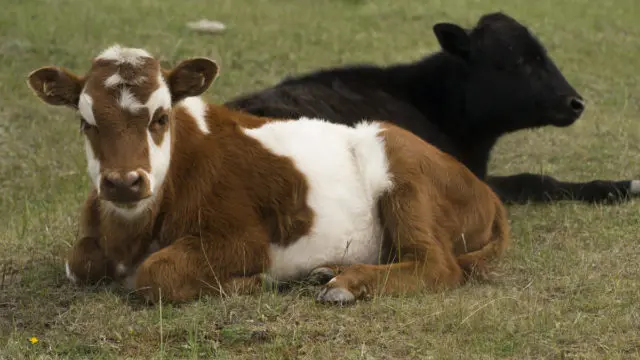 Pneumonia in cattle: symptoms and treatment