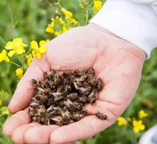 Podmore bee: tincture on alcohol and vodka, application