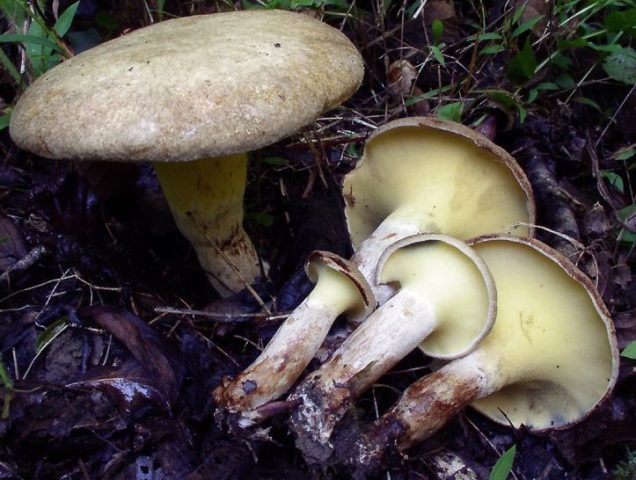 Podolshanik (Girodon bluish): edibility, description and photo