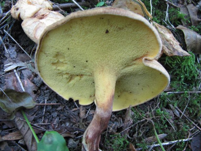 Podolshanik (Girodon bluish): edibility, description and photo