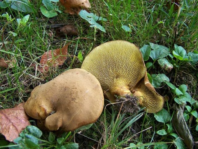 Podolshanik (Girodon bluish): edibility, description and photo