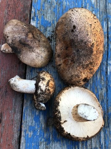 Podtopolniki mushrooms: description and photo, how much they grow, where to collect, video