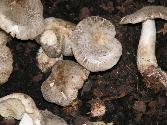 Podtopolniki mushrooms: description and photo, how much they grow, where to collect, video