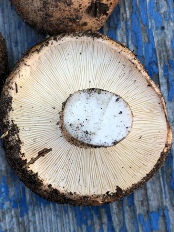 Podtopolniki mushrooms: description and photo, how much they grow, where to collect, video