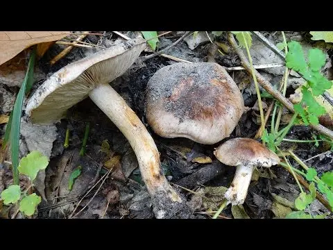 Podtopolniki mushrooms: description and photo, how much they grow, where to collect, video