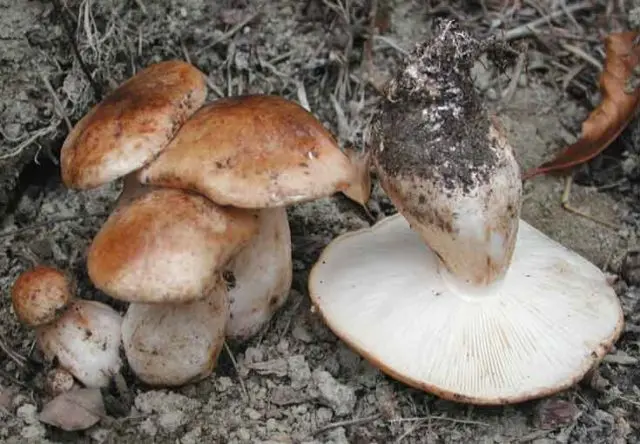 Podtopolniki mushrooms: description and photo, how much they grow, where to collect, video