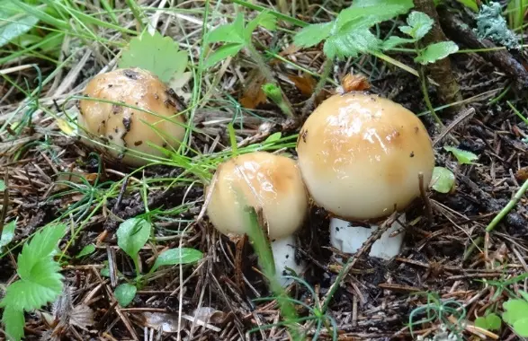 Podtopolniki mushrooms: description and photo, how much they grow, where to collect, video