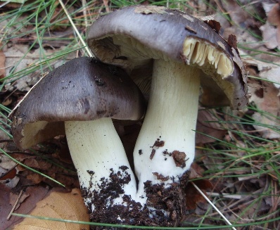 Podtopolniki mushrooms: description and photo, how much they grow, where to collect, video