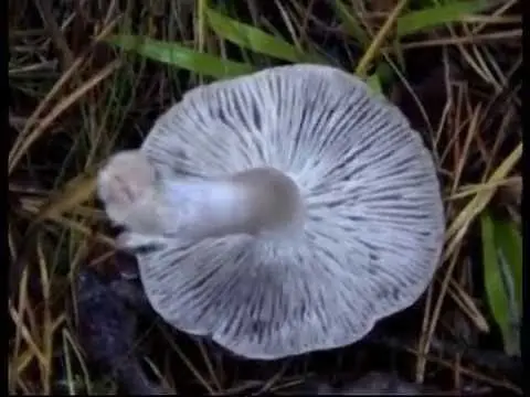 Podtopolniki mushrooms: description and photo, how much they grow, where to collect, video