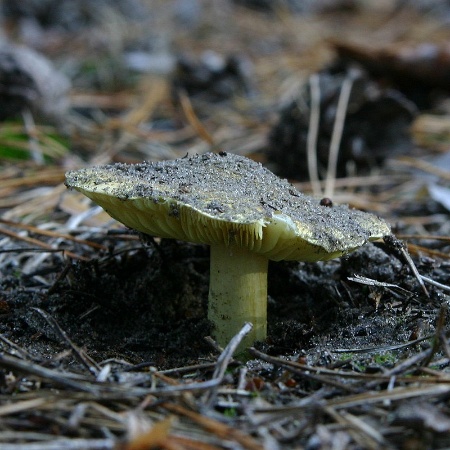 Podtopolniki mushrooms: description and photo, how much they grow, where to collect, video