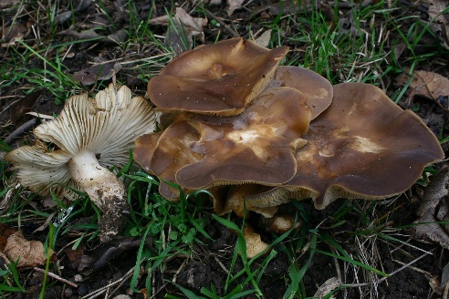 Podtopolniki mushrooms: description and photo, how much they grow, where to collect, video