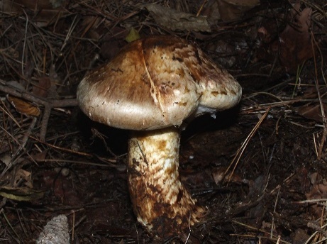 Podtopolniki mushrooms: description and photo, how much they grow, where to collect, video