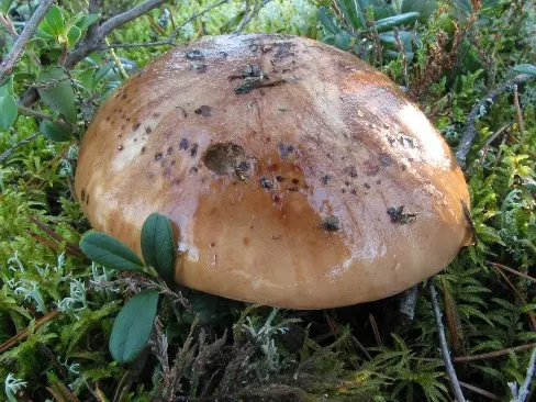 Podtopolniki mushrooms: description and photo, how much they grow, where to collect, video