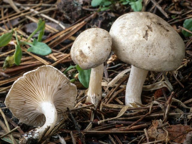 Podvishen (podvishennik): photo and description of mushrooms