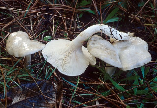 Podvishen (podvishennik): photo and description of mushrooms