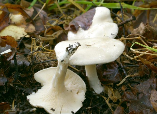 Podvishen (podvishennik): photo and description of mushrooms