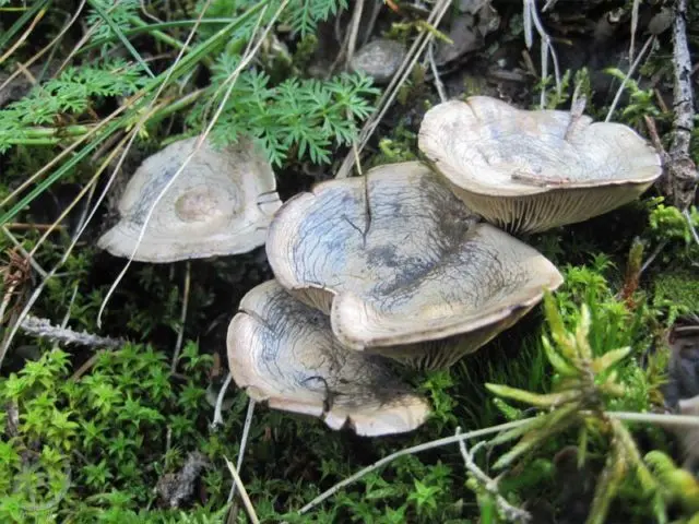 Podvishen (podvishennik): photo and description of mushrooms