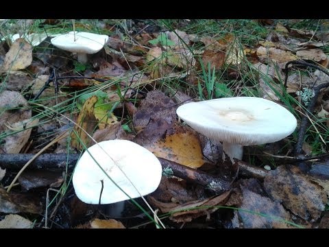 Podvishen (podvishennik): photo and description of mushrooms