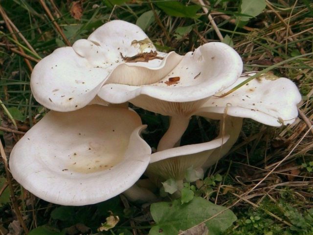 Podvishen (podvishennik): photo and description of mushrooms