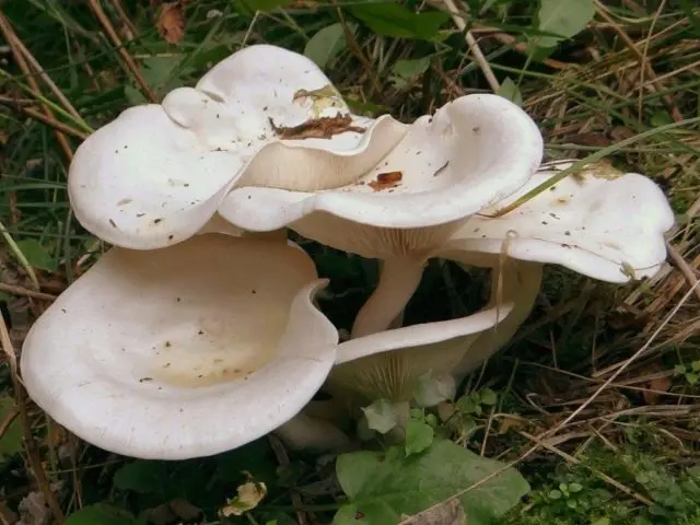 Podvishen (podvishennik): photo and description of mushrooms