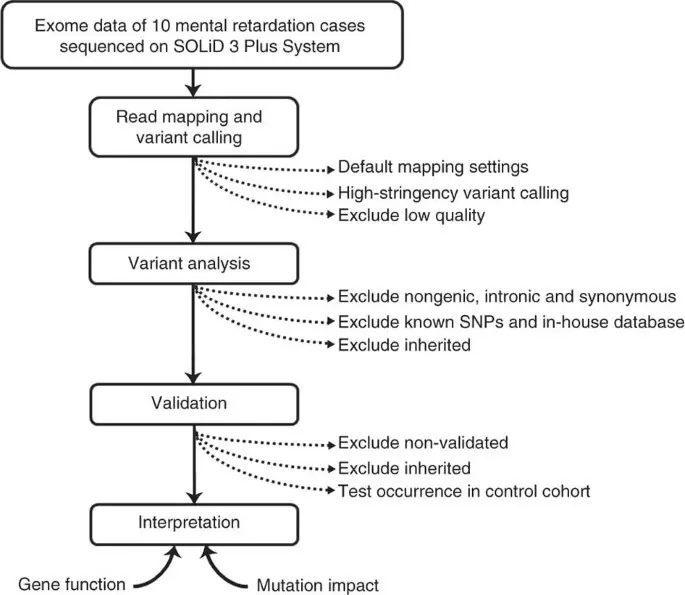 Point mutations are responsible for mental retardation