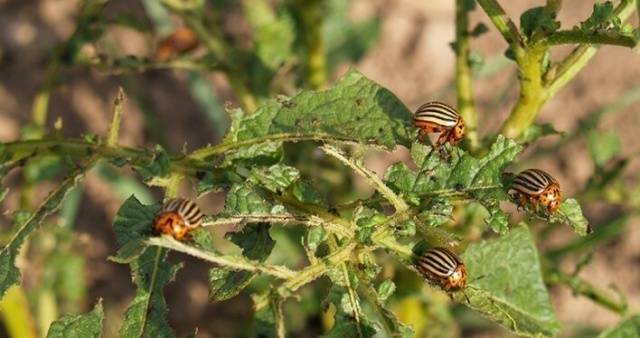 Poison from the Colorado potato beetle 