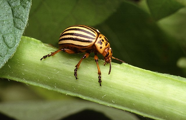 Poison from the Colorado potato beetle 