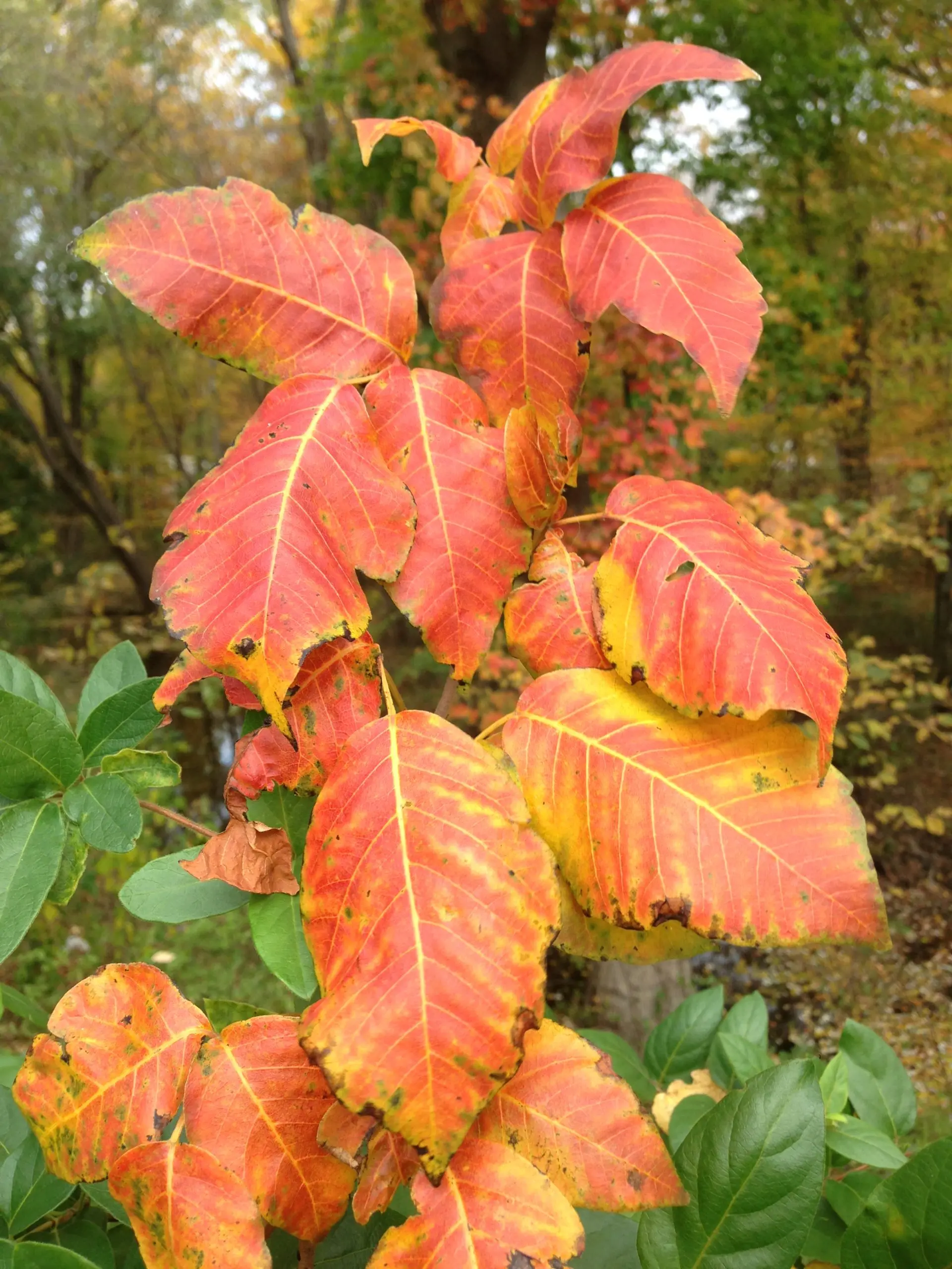 Poison ivy (Toxidendron radicans)