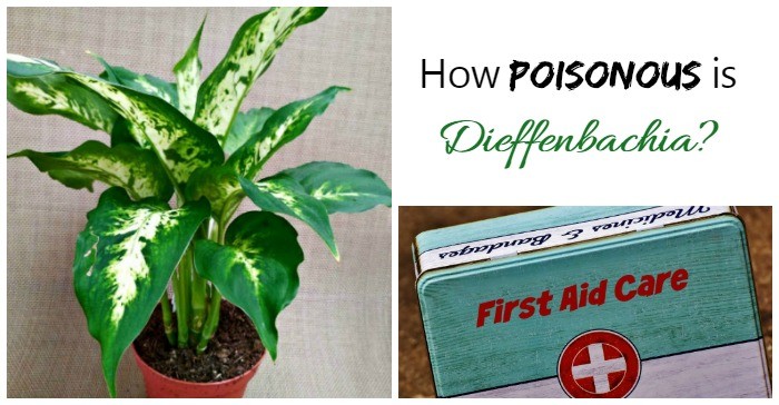 Poisoning by diphenbachia (Diffenbachia) &#8211; the toxic properties of the plant