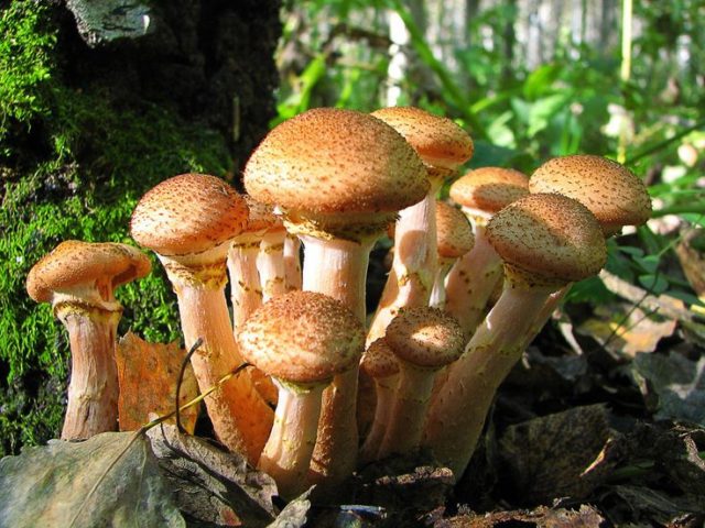 Poisoning with false mushrooms: symptoms, first aid, consequences