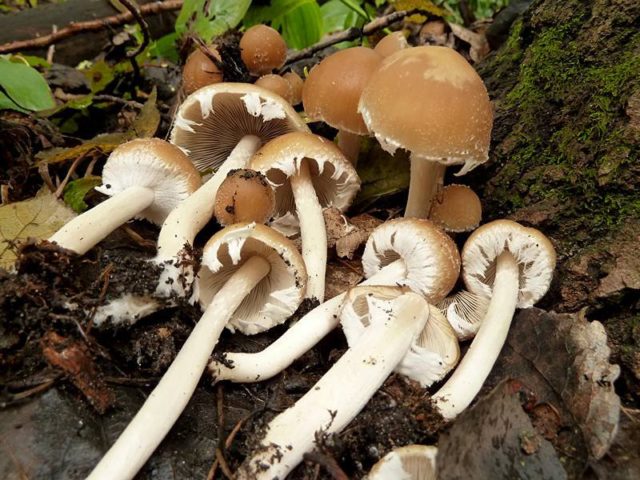 Poisoning with false mushrooms: symptoms, first aid, consequences