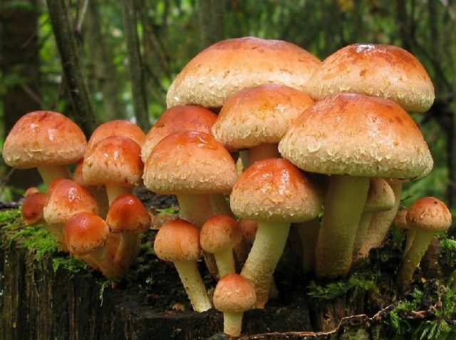 Poisoning with false mushrooms: symptoms, first aid, consequences