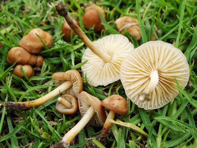 Poisoning with false mushrooms: symptoms, first aid, consequences