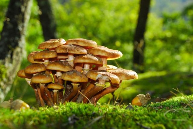 Poisoning with false mushrooms: symptoms, first aid, consequences