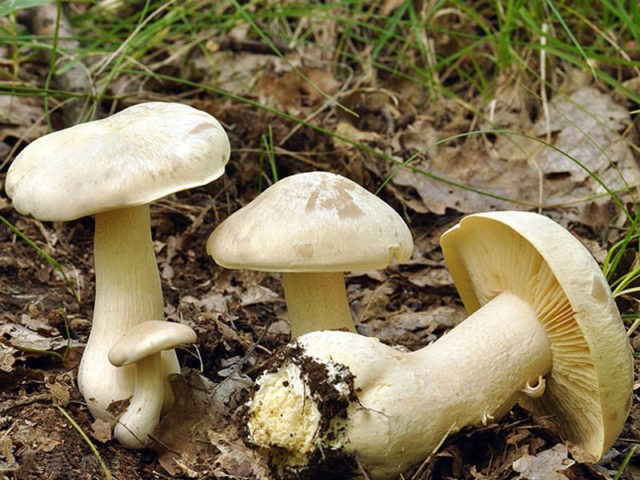 Poisonous Entoloma (Tin, Poisonous Pink Plate): photo and description, features