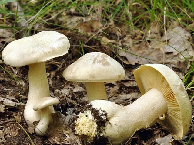 Poisonous Entoloma (Tin, Poisonous Pink Plate): photo and description, features