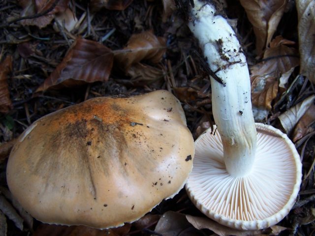 Poisonous Entoloma (Tin, Poisonous Pink Plate): photo and description, features