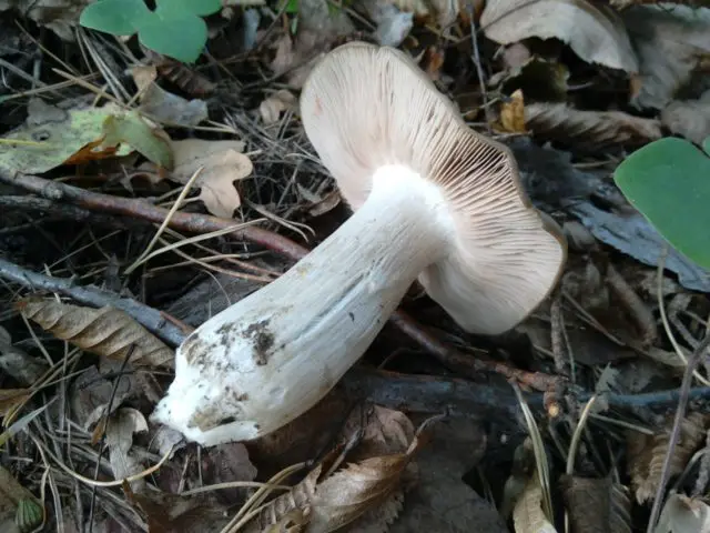 Poisonous Entoloma (Tin, Poisonous Pink Plate): photo and description, features