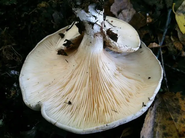 Poisonous Entoloma (Tin, Poisonous Pink Plate): photo and description, features