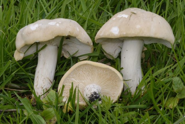 Poisonous Entoloma (Tin, Poisonous Pink Plate): photo and description, features