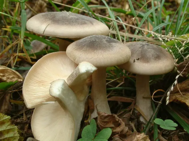 Poisonous Entoloma (Tin, Poisonous Pink Plate): photo and description, features