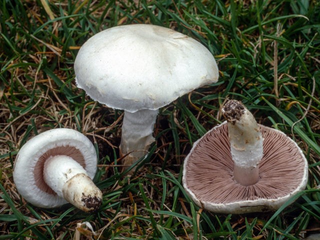 Poisonous Entoloma (Tin, Poisonous Pink Plate): photo and description, features