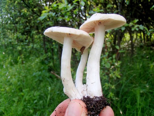 Poisonous Entoloma (Tin, Poisonous Pink Plate): photo and description, features