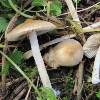 Poisonous fiber mushroom (photo and description)