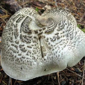 Poisonous mushroom rowing tiger (leopard)