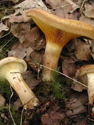Poisonous mushroom thin pig: photo and description